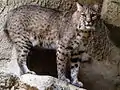 Rotluchs (Lynx rufus)