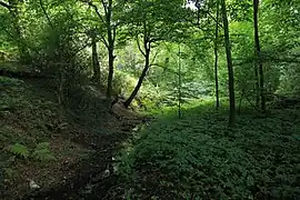 Waldsiepen im Lottental