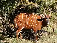 Bongo (Tragelaphus eurycerus)