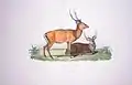 Cervus nippon pseudaxis in Voyage autour du Monde exécuté pendant les années 1836 et 1837 sur la Corvette La Bonite