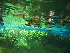 Schnorcheln (Flutuação)
