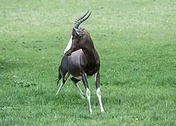 Buntbock
