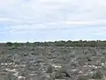 Mallee-Büsche und im Hintergrund Eukalypten im Boorabbin-Nationalpark