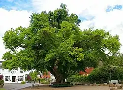 Die Bordesholmer Linde, ehemalige Gerichtslinde in Bordesholm