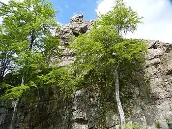 Ostecke des Bornstein