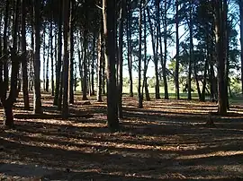 Wald bei Kiyú