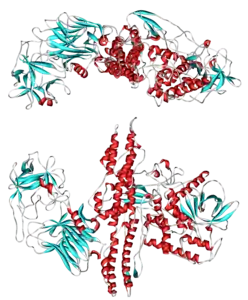 Botulinumtoxin Serotyp A (Clostridium botulinum)