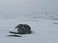 Überfrorener Loch Vrotachan