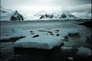 Robben auf einer Eisscholle im Bourgeois-Fjord