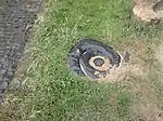 Nahe der Brücke über Sand liegende Schnecke