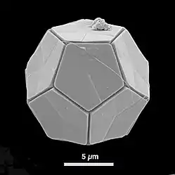 Die dodekaedrische †Braarudosphaera bigelowii,(Prymnesiophyceae incertae sedis)