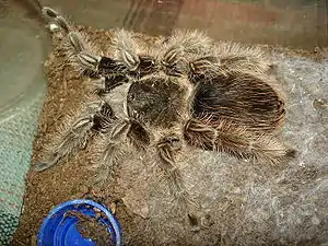 Brachypelma albopilosum