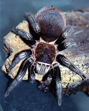 Möglicherweise ein Weibchen von B. sabulosum mit deutlichen hellen Streifen auf den Beinen.