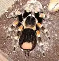 Eine Brachypelma smithi mit einer deutlich kahlen Stelle nach dem Abstreifen von Brennhaaren