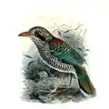 Brachypteracias squamiger