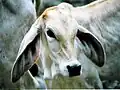 Brahman-Kalb