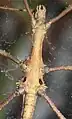 Bauchseite eines Männchens