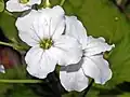 Vierzählig-deckend bei der Blüte von Cardamine heptaphylla