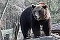 Braunbär