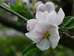 Einzelblüte