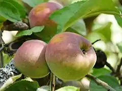 Apfel im Baum