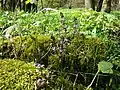 Flora am Bach