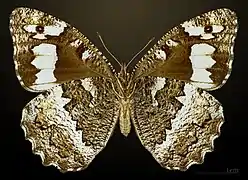 ♀ △