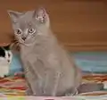 2 Monate alte BKH-Katze