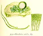 R. nitida Ag. — Illustration von 1872.