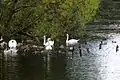 Vogelwelt am Broicher Bach