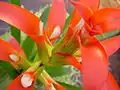Guzmania wittmackii-Hybride,Züchter Corn. Bak,Ausschnitt des Blütenstandes.