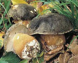 Bronze-Röhrling oder Schwarzhütiger SteinpilzBoletus aereus