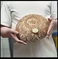 Nomen sacrum IHS auf einem Brotlaib der Bäckerei des Klosters Plankstetten