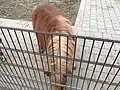 Pony im Streichelzoo