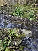 Hirschzungenfarn (Asplenium scolopendrium) am Brucher Bach