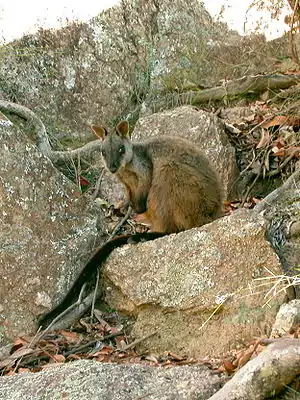 Der Nationalpark beherbergt die größte Population des Bürstenschwanz-Felskängurus