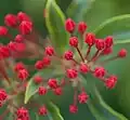 Knospen