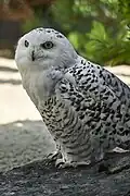Schneeeule