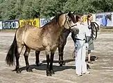 Buckskin mit Sooty