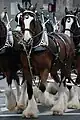 Clydesdale-Gespann zu Werbezwecken für die Biermarke Budweiser