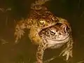Kreuzkrötenpaar in Amplexus