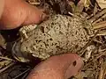 Hellgrauer Bauch mit schwachem Muster