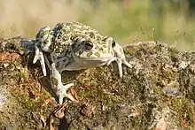 Bufotes balearicus (Böttger, 1880), hell pigmentiertes Weibchen aus der Toskana, Italien