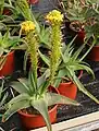 Bulbine latifolia var. latifolia