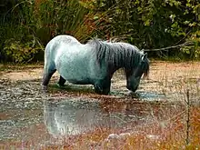 Ein graues Pony steht mit allen vier Beinen fast bis zum Bauch in einem stehenden Gewässer, das ringsum mit verschiedenfarbigen Gräsern und anderen Pflanzen bewachsen ist.