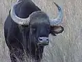 Männlicher Gaur im Park