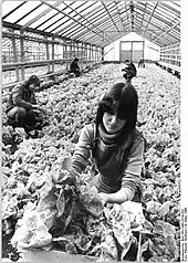 Salaternte im VEG&nbsp;Warnitz (1985)