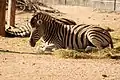 Steppenzebra