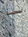Rüstloch mit Rundholz auf Burg Ardeck bei Diez