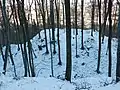 Der Burghügel